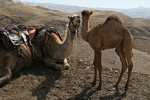 Camels in israel