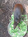 Captive Red-rumped Agouti, Madison, WI