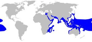 Carcharhinus melanopterus distmap.png