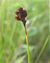 Carex crawfordii inflorescense (5).jpg