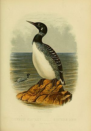 Cassell's book of birds (Plate XXXIX) (8574783618)