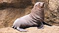 Castlepoint Fur Seal