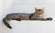 The cat's purr is one of the coolest tricks in the animal kingdom.