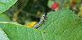 Caterpillar feeding on leaf - 20140906 121127 (cropped)
