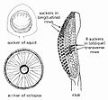 Cephalopod limb Facts for Kids