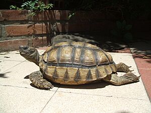 Chaco tortoise Facts for Kids