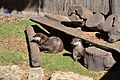 Chessington World of Adventures otters