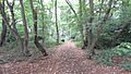 Chigwell Row Wood 5