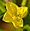 Oenothera biennis, Common evening primrose, Moonlight Bay vicinity