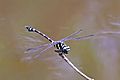Common flangetail (Ictinogomphus decoratus melaenops) Phi Phi