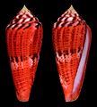 Conus granulatus