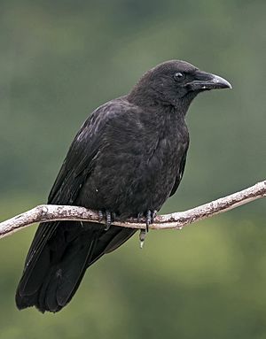 Northwestern crow Facts for Kids