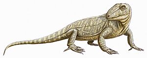 Cutleria wilmarthi reconstruction