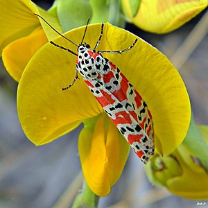 Day flying Bella Moth (Utetheisa ornatrix) seeks shelter on a Rattlebox Blossom (Crotalaria sp.) - Juno Dunes Natural Area - 24 Dec. 2011