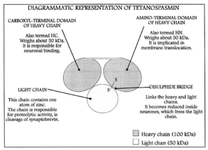 Diagram of structure of tetanospasmin
