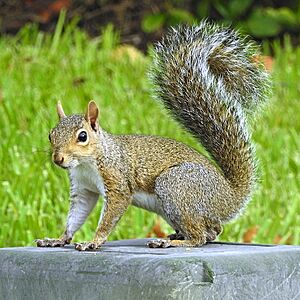 EasternGraySquirrel GAm.jpg