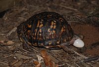 Three images of eastern box turtles laying eggs