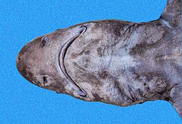 Echinorhinus cookei head