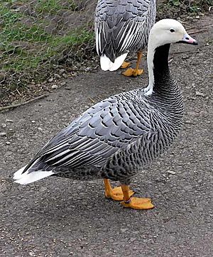 Two emperor geese on pavement, one fully shown and the other partially shown