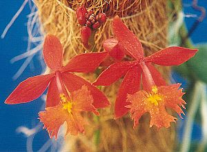 Epidendrum radicans.jpg