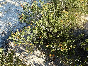 Eremaea ectadioclada (habit)
