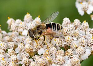 Eristalis arbustorum - Achillea millefolium - Keila