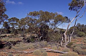 Eucalyptus articulata habit.jpg