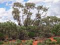 Eucalyptus gamophylla habit