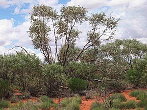 Eucalyptus gamophylla habit.jpg