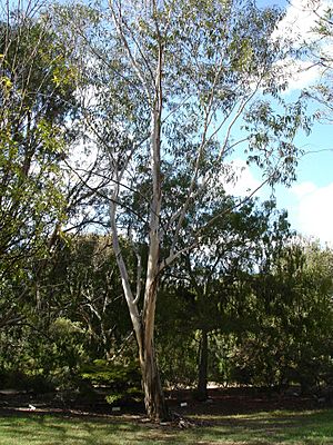 Eucalyptus megacarpa.jpg