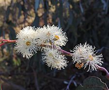 Eucalyptus nortonii flowers