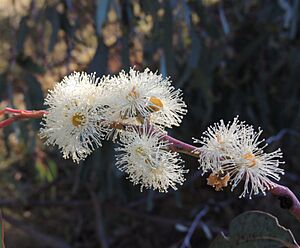 Eucalyptus nortonii flowers
