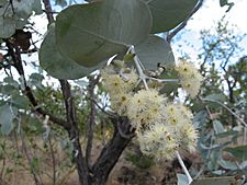 Eucalyptus shirleyi