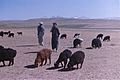 Fat tailed sheep, Afghanistan, 1976