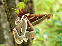 Flickr - Furryscaly - Columbia Silk Moth