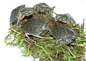 Flickr - Oregon Department of Fish & Wildlife - western painted turtle hatchlings vandebergh odfw