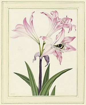 Flower illustration by Peter Brown 1782