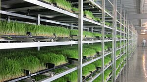Fodder Solutions