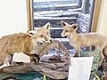 Foxes, Howard County Conservancy
