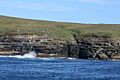 Geo, on west of Stroma - geograph.org.uk - 895899