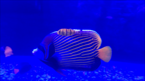 Gnathanodon speciosus and Pomacanthus imperator
