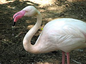 Greater Flamingo 001.jpg