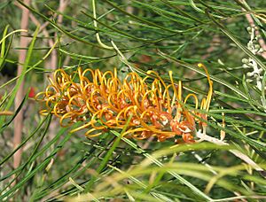 Grevillea Honey Gem