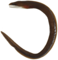 Gymnothorax vicinus - pone.0010676.g011