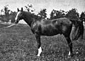 Hanover stallion