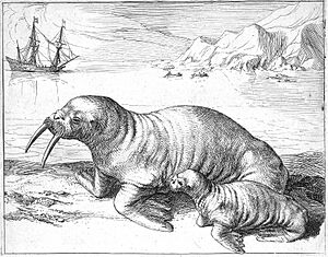 Hessel Gerritsz - Walruses on Spitsbergen