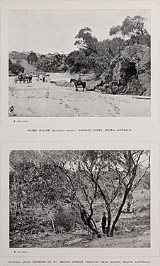 Historical image - Eucalyptus odorata