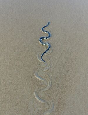 HookNosedSeaSnake ArossimBeach Goa India
