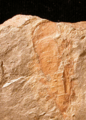 Hyolithe Spence Shale 01