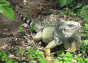 Iguana iguana colombia3
